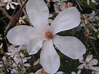 Magnolia Kobus (fam Magnoliacees) (Japon) (Photo F. Mrugala) (4)